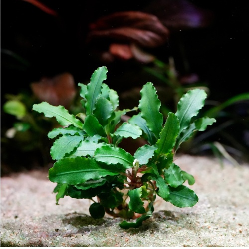 Aanbieding Bucephalandra mix Aanbieding Bucephalandra mix